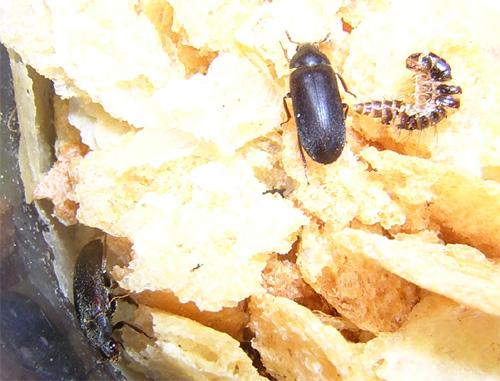 Dermestes peruvianus