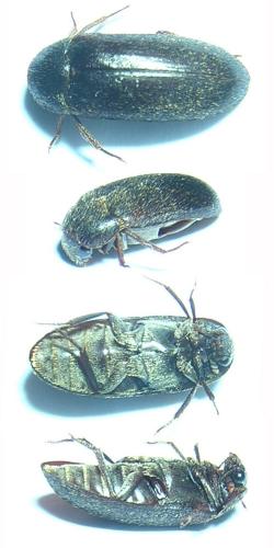 Dermestes peruvianus