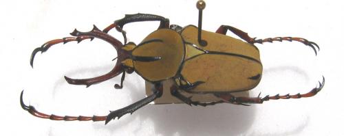 Dicronocephalus wallichi wallichi