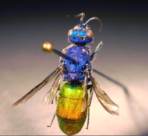 Réf. 11 289 : Chrysura refulgens