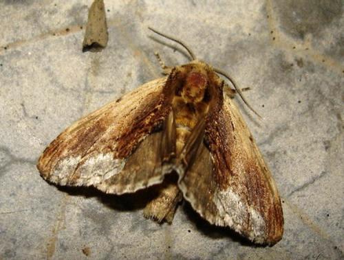 Réf. 11 107 : Ptilodon cucullina