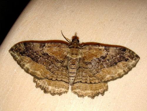 Réf. 11 159 : Philereme transversata