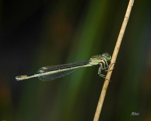 Ischnura elegans