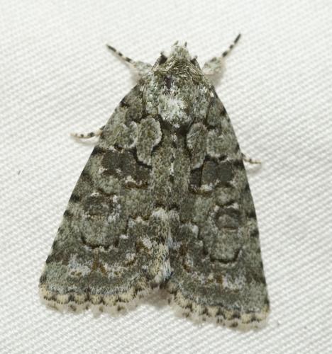 Nyctobrya muralis