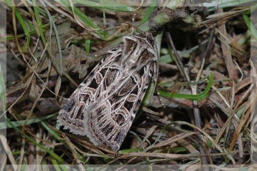 Chersotis anatolica