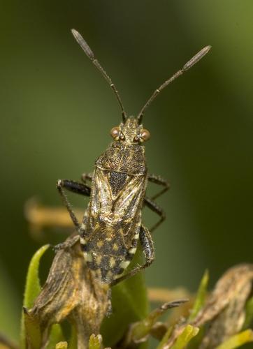 Réf. 11 304 : Stictopleurus punctatonervosus