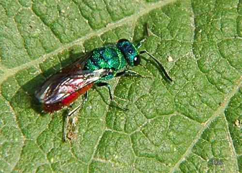 Chrysis sp.