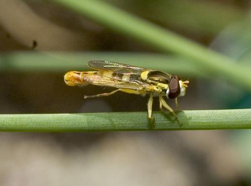 Réf. 11 465 : Sphaerophoria scripta