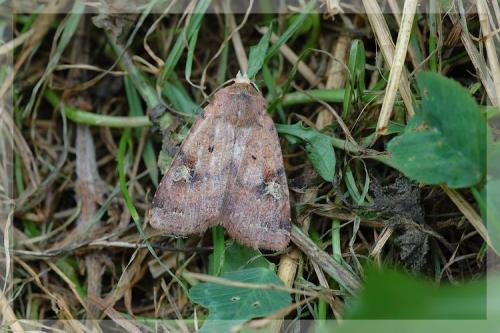 Diarsia guadarramensis