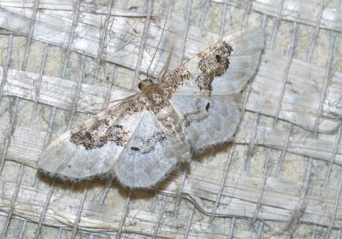 Réf. 11 501 : Idaea rusticata