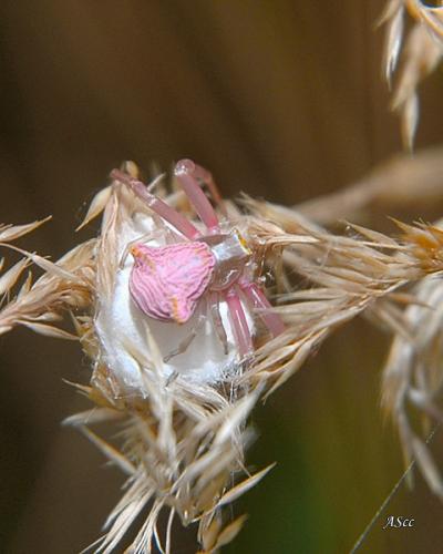 Thomisus onustus
