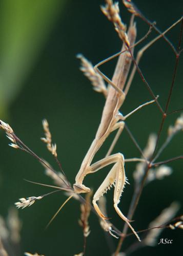 Mantis religiosa