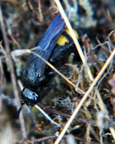 Scolia hirta