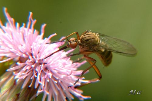 Réf. 11 015 : Empis sp.