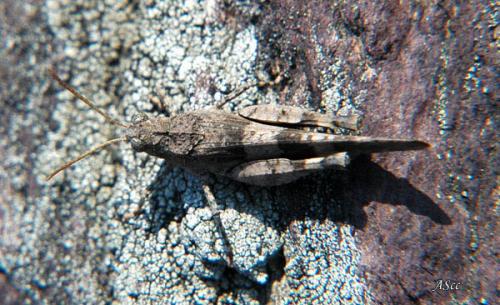 Réf. 11 690 : Oedipoda caerulescens