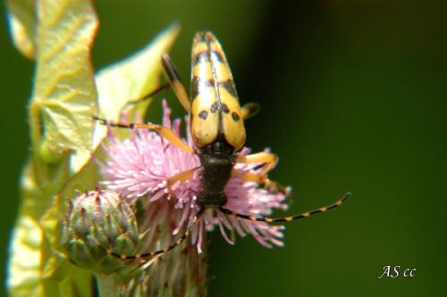 Rutpela maculata