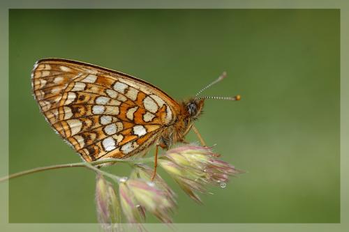Melitaea diamina