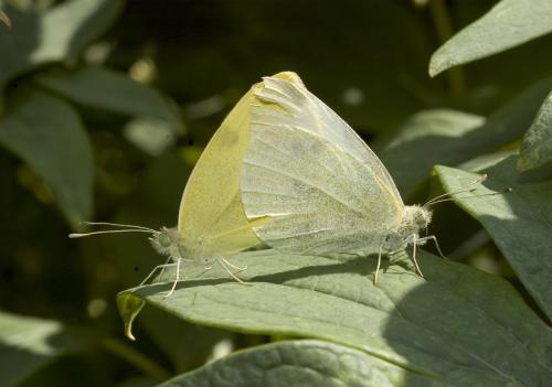 Réf. 11 073 : Pieris sp.