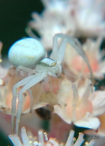 Misumena vatia