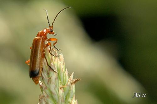 Réf. 11 006 : Rhagonycha fulva