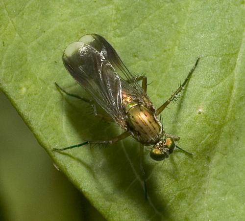 Poecilobothrus nobilitatus