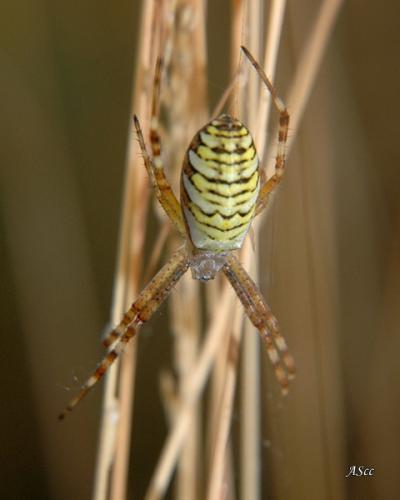 Argiope bruennichi