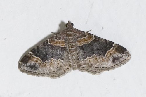 Réf. 11 497 : Xanthorhoe ferrugata