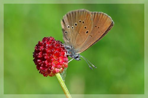 Phengaris nausithous