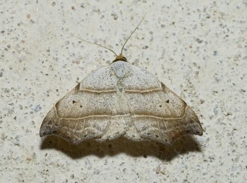 Réf. 11 500 : Laspeyria flexula