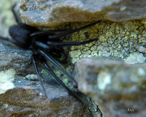 Segestria florentina