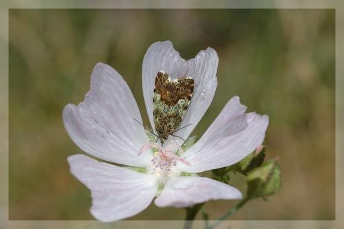Acontia viridisquama