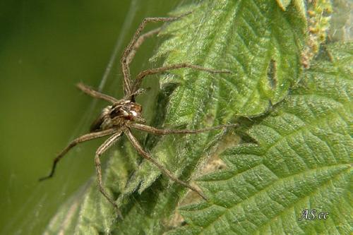 Pisaura mirabilis