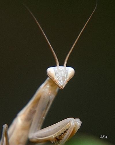 Mantis religiosa