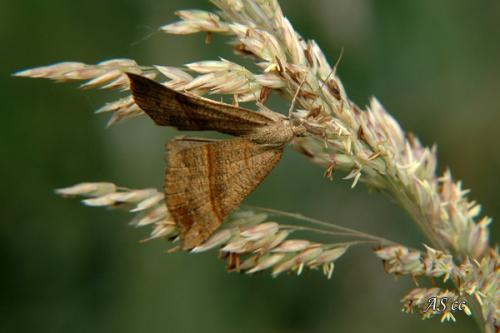 Réf. 11 010 : Hypena proboscidalis