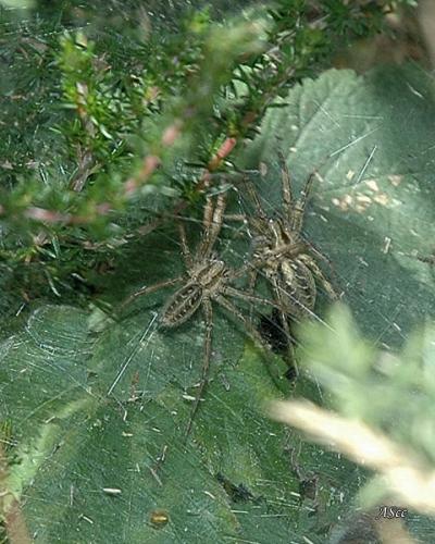 Agelena labyrinthica