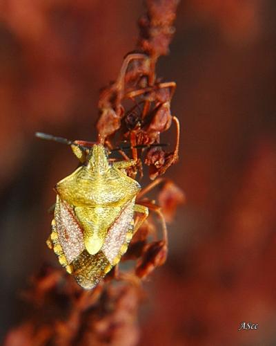 Carpocoris purpureipennis