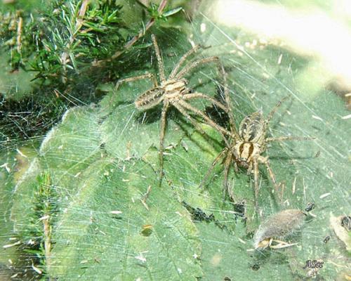 Agelena labyrinthica