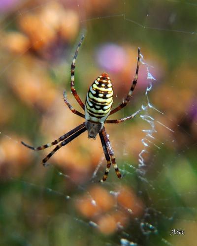 Réf. 11 713 : Argiope bruennichi