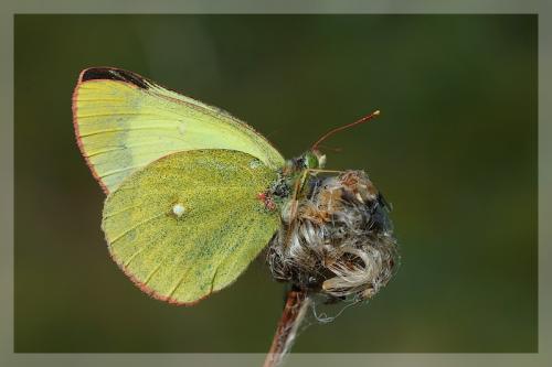Colias palaeno