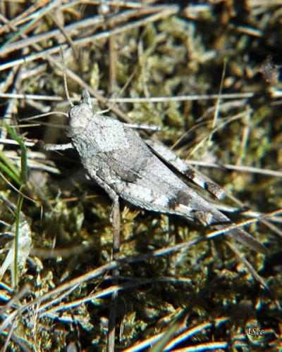 Oedipoda caerulescens caerulescens