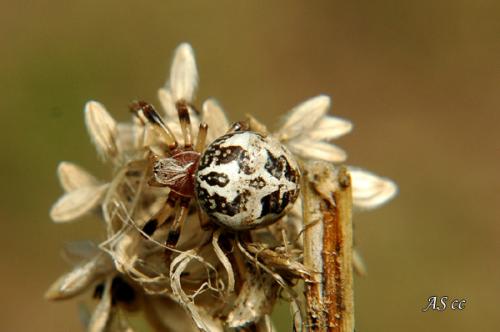 Larinioides cornutus