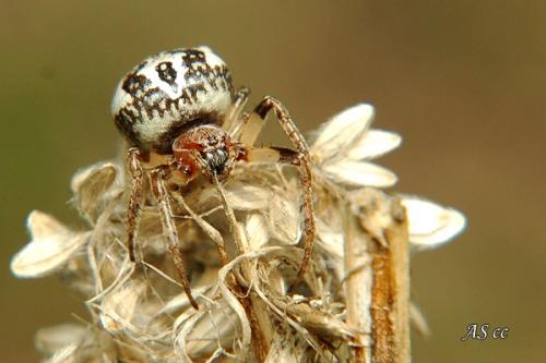 Larinioides cornutus