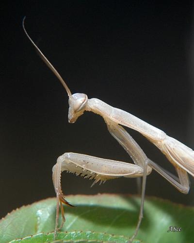 Mantis religiosa