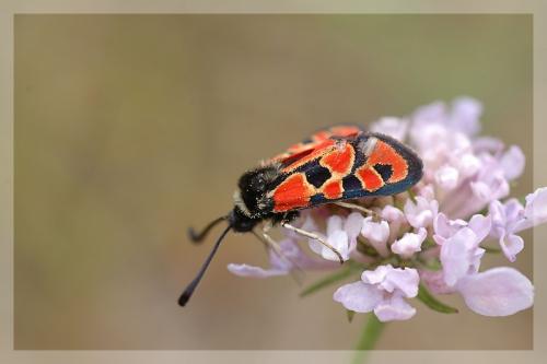 Zygaena hilaris