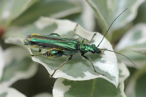 Réf. 11 103 : Oedemera nobilis