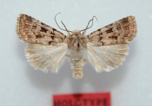 Réf. 11 601 : Chersotis multangula