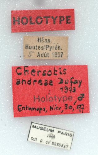 Réf. 11 602 : Chersotis multangula