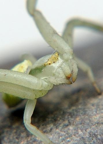 Misumena vatia
