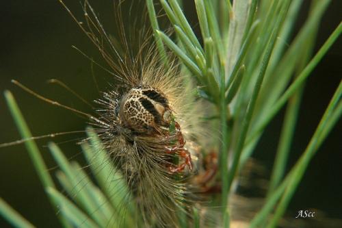 Lymantria dispar