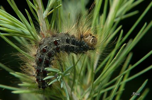 Lymantria dispar